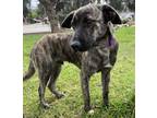 Adopt SANTIAGO a Brindle Plott Hound / Mixed dog in BELL GARDENS, CA (40688240)