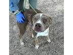 Adopt Antony* a Brown/Chocolate Catahoula Leopard Dog / Mixed dog in El Paso