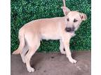 Adopt Peanut a White Border Terrier / Mixed dog in El Paso, TX (40688216)