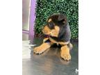 Adopt rotty a Black American Pit Bull Terrier / Rottweiler / Mixed dog in El