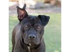 Adopt *Miracle a Black Border Terrier / Mixed dog in El Paso, TX (40688109)