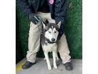 Adopt Hades a Black Siberian Husky / Mixed dog in El Paso, TX (40688003)