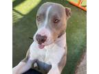 Adopt CHICANA a Gray/Blue/Silver/Salt & Pepper American Pit Bull Terrier / Mixed