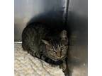 Adopt Murray a Brown Tabby Domestic Shorthair / Mixed cat in El Paso