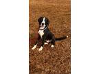 Adopt MOOSE a Hound (Unknown Type) / Mixed dog in Marianna, FL (40684917)