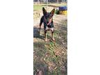 Adopt NOODLE a Affenpinscher / Mixed dog in Marianna, FL (40685574)
