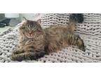 Adopt Tango a Brown Tabby Tabby (medium coat) cat in Brantford, ON (40687918)