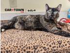 Adopt Pepper Jade a Domestic Shorthair / Mixed cat in Lexington, KY (40665021)
