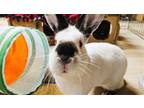 Adopt Pine a White Californian / Mixed (short coat) rabbit in Lakeville