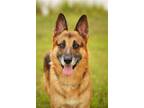 Adopt Maxfield 2313 a Black - with Tan, Yellow or Fawn German Shepherd Dog /