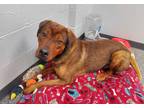 Adopt Tucker a Red/Golden/Orange/Chestnut Rottweiler / Mixed dog in Circleville
