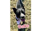 Adopt Babe a Black Terrier (Unknown Type, Small) / Mixed dog in Louisville