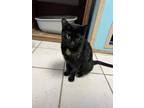 Adopt Coraline a All Black Domestic Shorthair / Domestic Shorthair / Mixed cat