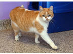 Adopt Sage a Orange or Red Domestic Shorthair / Mixed Breed (Medium) / Mixed