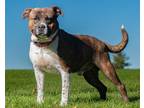 Adopt Mac a Brindle American Pit Bull Terrier / Mixed Breed (Medium) / Mixed