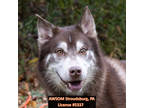 Adopt Lurch a Brown/Chocolate Husky / Mixed dog in Stroudsburg, PA (39722177)