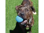 Adopt President a Brown/Chocolate American Pit Bull Terrier / Mixed dog in