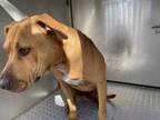 Adopt Stray, NE 9th Ave a Brown/Chocolate Mixed Breed (Large) / Mixed dog in