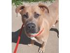 Adopt Mater a Tan/Yellow/Fawn Great Dane / Mixed dog in Wooster, OH (39307284)