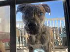 Adopt Zeus a Brindle Mastiff / Labrador Retriever / Mixed dog in Honea Path