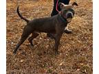 Adopt ROLO a Labrador Retriever / Mixed dog in Marianna, FL (40685573)