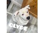 Adopt Bonnie & Clyde a White - with Gray or Silver Dalmatian / Labrador