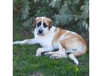 Adopt Bandit a St. Bernard / Mixed dog in Vail, AZ (39109573)