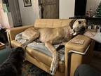 Adopt Admiral a Tan/Yellow/Fawn Great Dane / Mixed dog in Tucson, AZ (40598366)