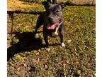 Adopt PUPPERONI a Bull Terrier / Mixed dog in Marianna, FL (40684916)