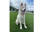 Adopt Leo a White Husky / Mixed dog in Cumming, GA (40684520)