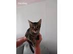 Adopt Hershey - SR a Brown Tabby Domestic Shorthair / Mixed (short coat) cat in
