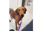 Adopt Blondie a Red/Golden/Orange/Chestnut - with Black Coonhound / Mixed dog in