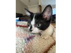Adopt Iris a Black & White or Tuxedo American Shorthair / Mixed (short coat) cat