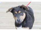 Adopt Dash a Tricolor (Tan/Brown & Black & White) Australian Shepherd / Mixed