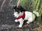 Adopt McKenna a Black - with White Shih Tzu / Terrier (Unknown Type