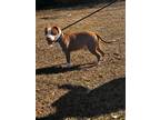 Adopt KOA a Bull Terrier / Mixed dog in Marianna, FL (40684063)