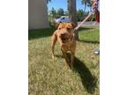 Adopt DIOR a Shar Pei / Terrier (Unknown Type, Small) / Mixed dog in Marianna