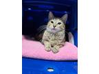 Adopt Pinky a Domestic Shorthair / Mixed (short coat) cat in Napa, CA (40576806)