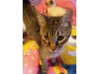 Adopt Spicy Pickle a Domestic Shorthair / Mixed (short coat) cat in Grand