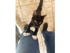 Adopt Dill Pickle a Domestic Shorthair / Mixed (short coat) cat in Grand