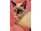 Adopt Banana Pepper a Domestic Shorthair / Mixed (short coat) cat in Grand