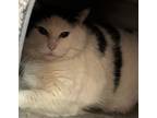 Adopt Rain a Domestic Mediumhair / Mixed (short coat) cat in Grand Junction