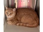 Adopt Marmalade a Domestic Shorthair / Mixed (short coat) cat in Grand Junction