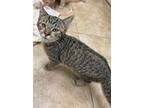 Adopt Ernie a Domestic Shorthair / Mixed (short coat) cat in Grand Junction