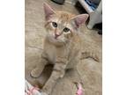 Adopt Rosita a Domestic Shorthair / Mixed (short coat) cat in Grand Junction