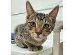 Adopt Bert a Domestic Shorthair / Mixed (short coat) cat in Grand Junction