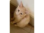 Adopt Big Bird a Domestic Longhair / Mixed (long coat) cat in Grand Junction