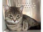 Adopt Payday a Domestic Shorthair / Mixed (short coat) cat in Grand Junction