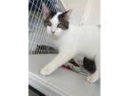 Adopt Cookie Man a Domestic Shorthair / Mixed (short coat) cat in Grand