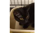 Adopt Peep a Domestic Shorthair / Mixed (short coat) cat in Grand Junction